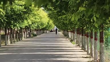 农村街道树木绿化实拍素材视频的预览图